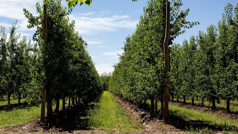 Emprendedores patagónicos que revolucionan el agro con valor agregado.