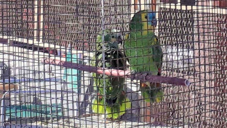 Secuestraron aves que estaban en cautiverio para evitar más casos de psitacosis