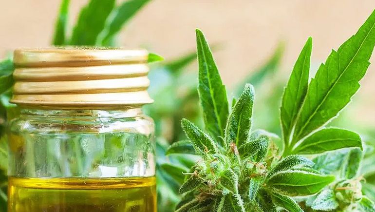 El cáñamo es la planta que se utiliza para el cannabis medicinal. El cáñamo es la planta que se utiliza para el cannabis medicinal.