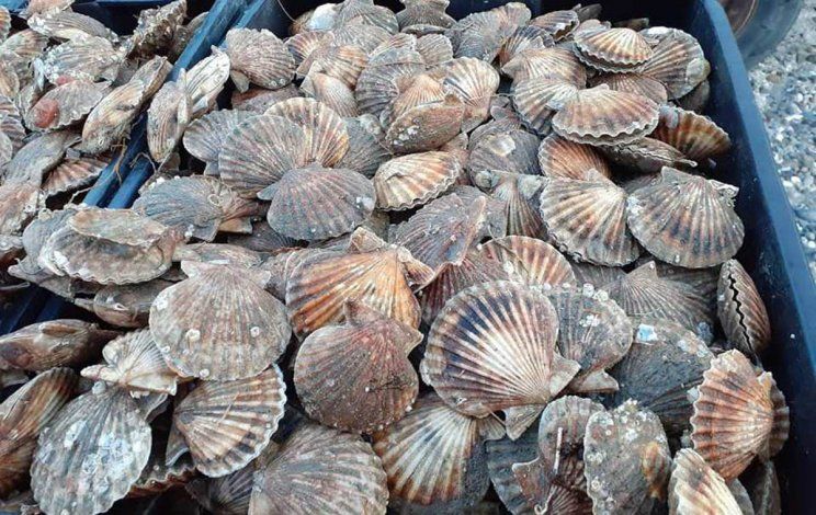 Las vieiras rionegrinas seguirán deleitando paladares