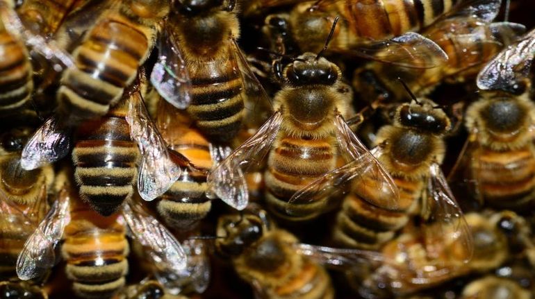 Abejas africanas mataron a seis personas en Nicaragua