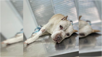 Maitena falleció tres horas después de ser dada de alta. Su dueña denuncia mala praxis.