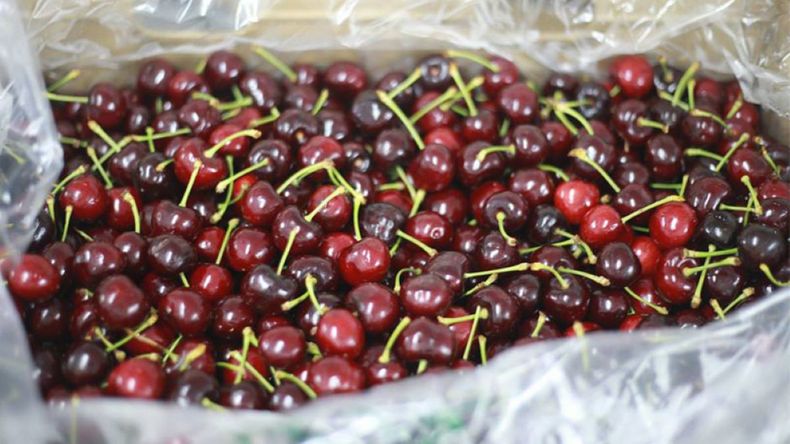 La oferta récord de fruta chilena en noviembre genera preocupación entre productores locales por la pérdida de competitividad.