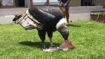 insolito: dos condores se robaron la carne para el asado insolito: dos condores se robaron la carne para el asado