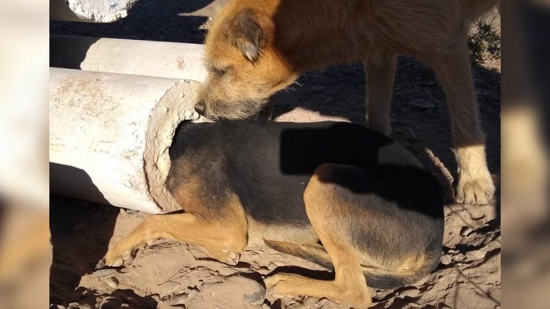 Rescataron a un perro que tenía la cabeza atorada en una columna en Centenario