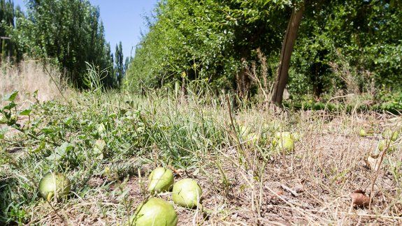 Los chacareros del Alto Valle quieren el fin de las retenciones