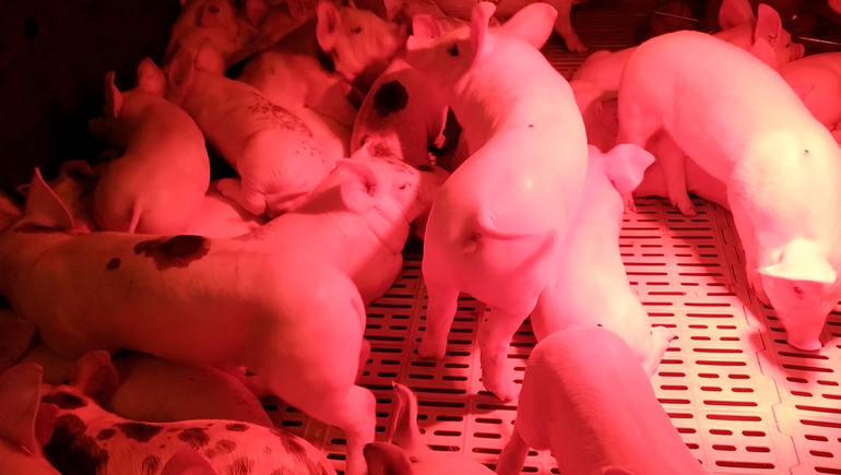 Cómo trabaja el primer laboratorio de mejoramiento genético porcino en Neuquén