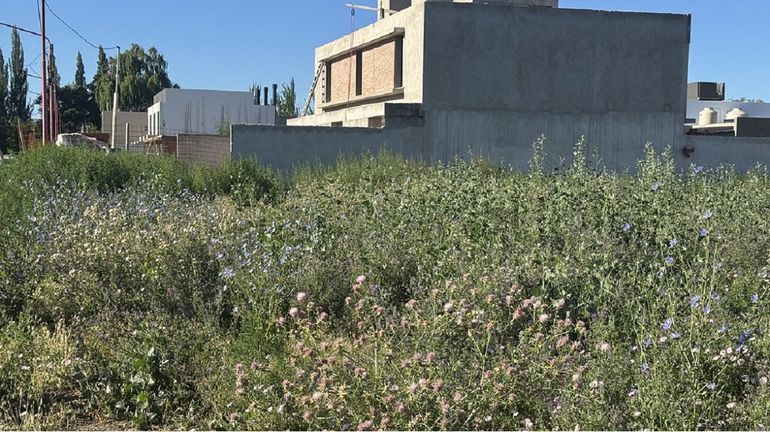 Las multas por limpieza en un terreno baldío son muy elevadas en Cipolletti.