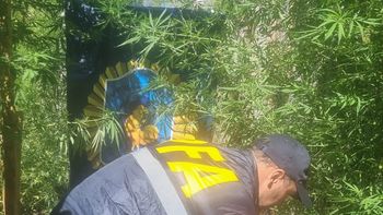 La Policía halló una huerta de marihuana en Fernández Oro. Foto: gentileza.