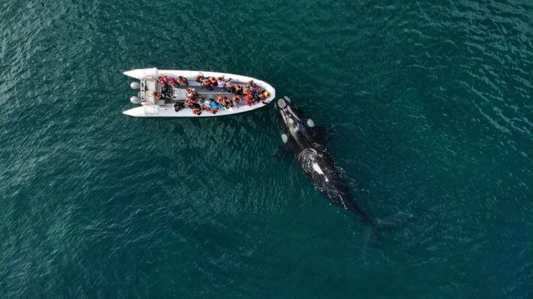 El 14 de agosto comienza la temporada de avistaje de ballenas en Río Negro. El 14 de agosto comienza la temporada de avistaje de ballenas en Río Negro.