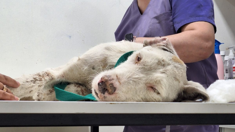 El trabajo de Funpabia también consiste en brindarle atención veterinaria a los perros rescatados del abandono o del maltrato animal. El trabajo de Funpabia también consiste en brindarle atención veterinaria a los perros rescatados del abandono o del maltrato animal.