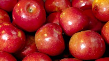 productores regalaran mas de 3 mil kilos de manzanas