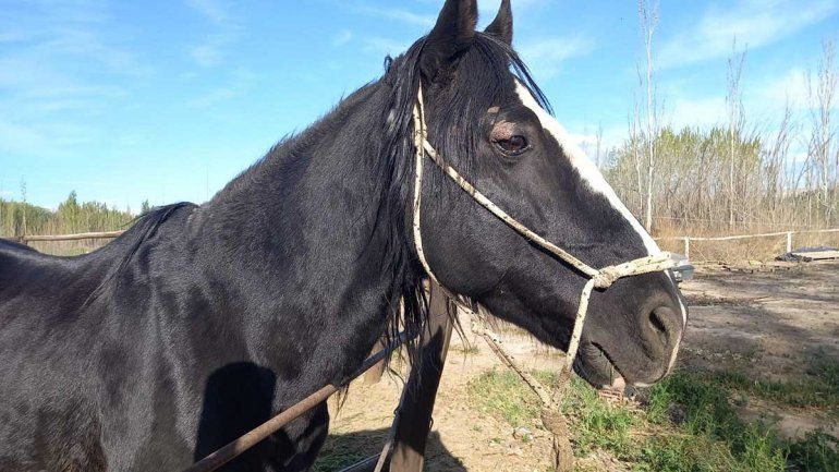 Mejora Moncho, el caballo rescatado en la Isla Jordán
