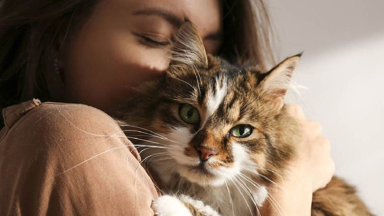 La transmisión del hongo a humanos ocurre por contacto directo con gatos infectados, sobre todo los que viven en la calle.