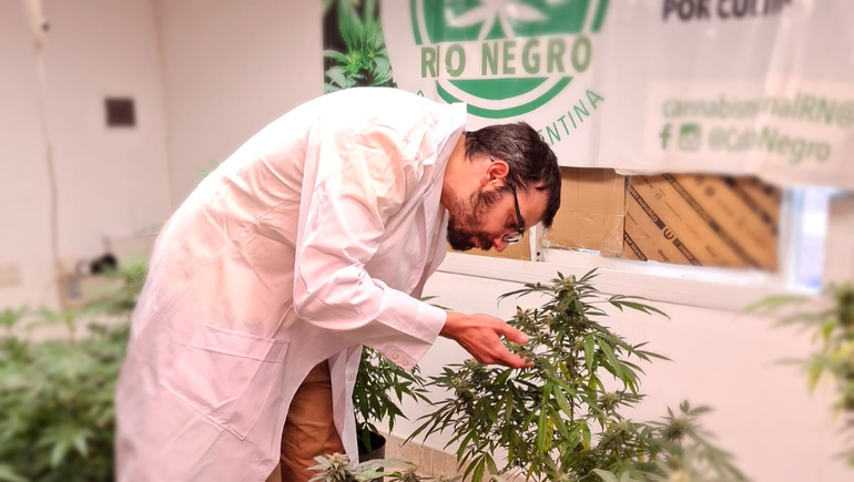 La ONG Cannabis Medicinal de Río Negro y Neuquén lleva adelante acompañamiento con profesionales de la salud para los pacientes que requieren un tratamiento específico.