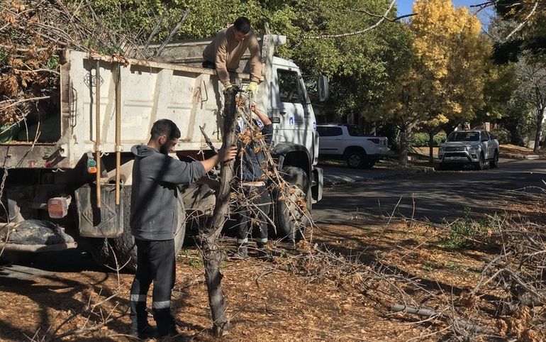 Desde el Municipio de Cipolletti lanzaron una alerta ante la poda de árboles en la ciudad. Foto: Gentileza.