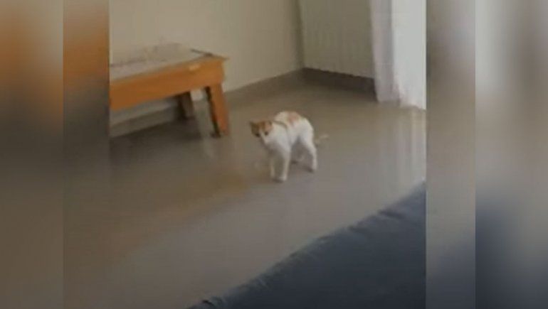 El gato volador, el viral del Alto Valle que es furor en las redes