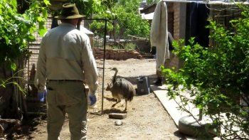 le allanaron la casa y encontraron 50 animales silvestres ilegales le allanaron la casa y encontraron 50 animales silvestres ilegales