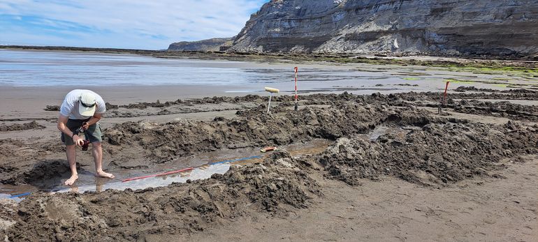 Rionegrina pozosaladensis existió en la costa atlántica de Río Negro hace aproximadamente 8 millones de años. Foto: prensa Río Negro