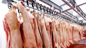 La sobreoferta de carne porcina en Argentina desplomó los márgenes de las granjas durante el primer trimestre de 2026 y dejó a muchos establecimientos al borde de las pérdidas. | LMCipolletti.com La sobreoferta de carne porcina en Argentina desplomó los márgenes de las granjas durante el primer trimestre de 2026 y dejó a muchos establecimientos al borde de las pérdidas.