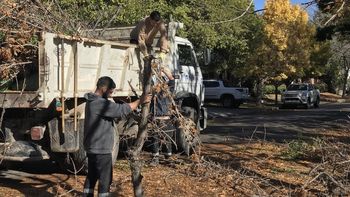 Desde el Municipio de Cipolletti lanzaron una alerta ante la poda de árboles en la ciudad. Foto: Gentileza.