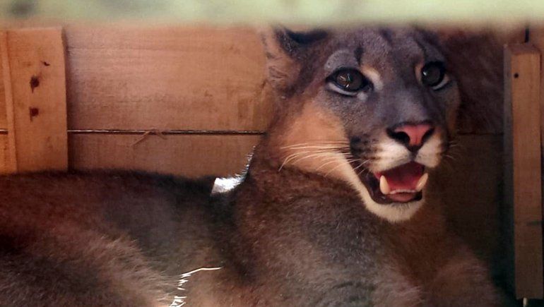 Los atraparon sobre la Ruta 151 con un puma escondido en la camioneta