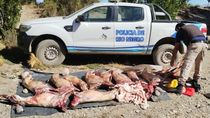 los atraparon transportando ilegalmente caprinos faenados