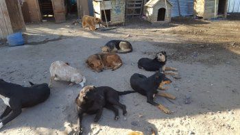 quejas por abandono de animales en la perrera de la isla jordan