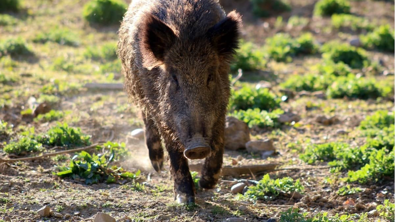 La plaga del jabalí en Argentina causa daños por US$ 300 millones anuales en agricultura. | LMCipolletti.com La plaga del jabalí en Argentina causa daños por US$ 300 millones anuales en agricultura.
