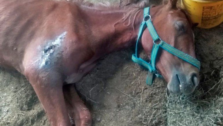 Murió Mamita, la yegua que había sido rescatada tras la ola de calor