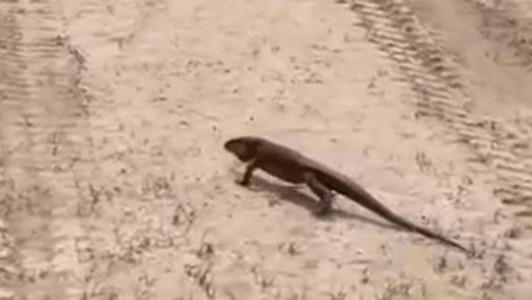 Hallaron un lagarto colorado en una chacra de Cordero 