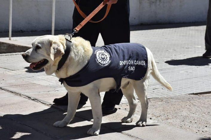 Despiden con honores a Gringo, el perro detector de drogas