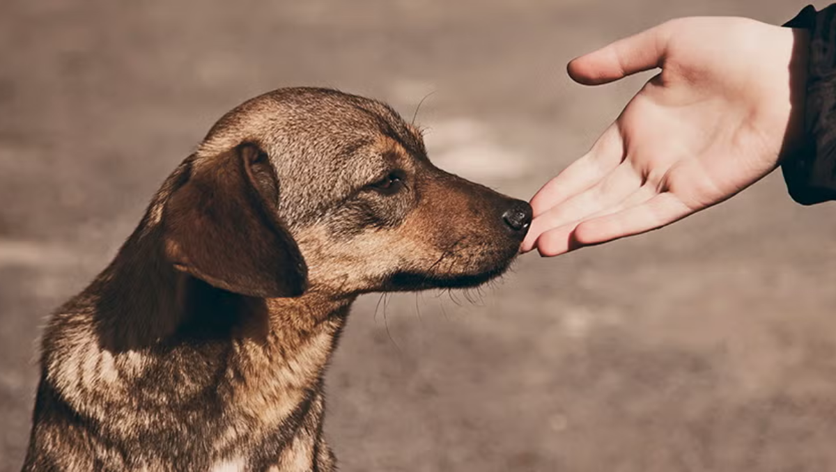 Se celebra el día mundial del perro