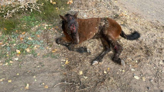 Hallaron una potranca golpeada y con gusanos en las heridas