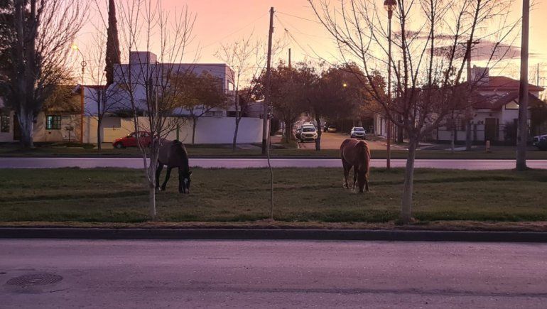 Buscan en el Alto Valle lugares de guarda para animales rescatados
