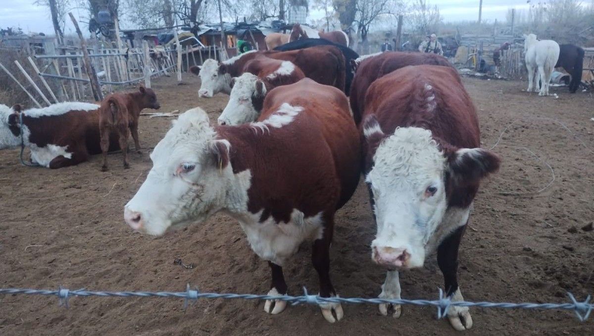 Otro caso de abigeato se registró en el Valle Medio provincial. Detuvieron a un sospechoso y secuestraron animales, una camioneta, un carro o otros elementos vinculados al hecho.&nbsp;