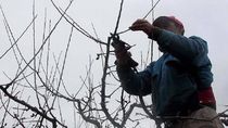 Un trabajador rural de Cinco Saltos cayó en altura mientras podaba, fue a la justicia y lo indemnizaron. 