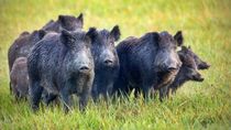 Expertos argentinos consideran al Jabalí como una real amenaza para la biodiversidad.