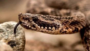 un hombre fue mordido por una serpiente en regina: que hacer y que no