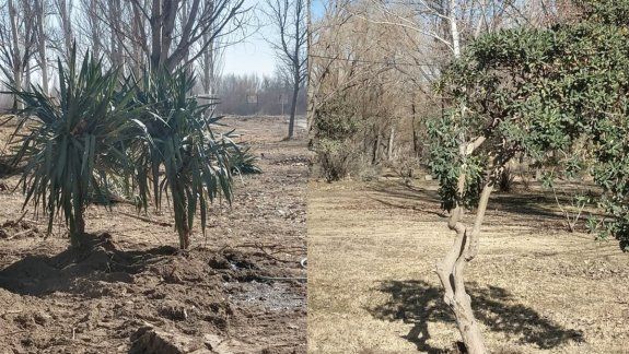 Los arbustos de la Alem están plantados en el vivero municipal
