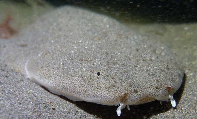 Un buzo marisquero se cruzó con dos ballenas en Las Grutas