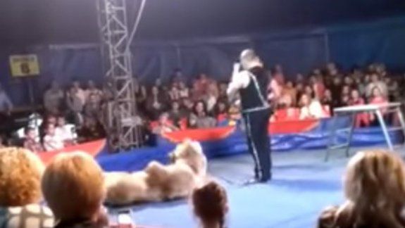 Un oso escapó del escenario y atacó a los espectadores