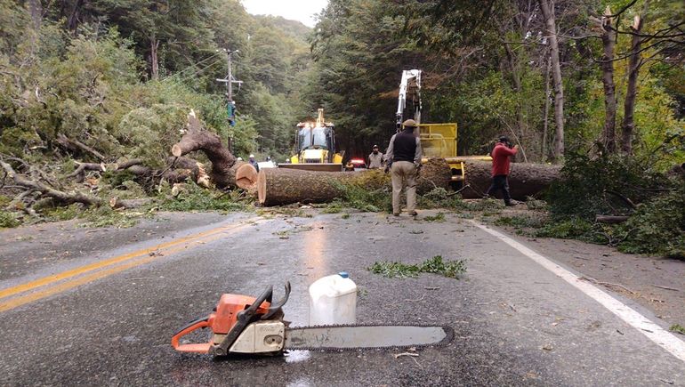 Cayó un árbol sobre la ruta del Circuito Chico y se activó el servicio de emergencia