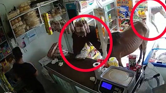 Clientes inesperados: caballos ingresaron a una despensa 