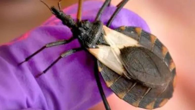 Calor, humedad y alerta por la aparición de vinchucas: cómo cuidarse del Chagas