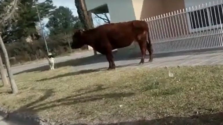 Se escapó la vaca Lola en pleno centro de Allen y casi provoca un choque