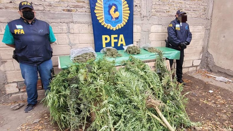 En el allanamiento se incautó una enorme cantidad de marihuana.