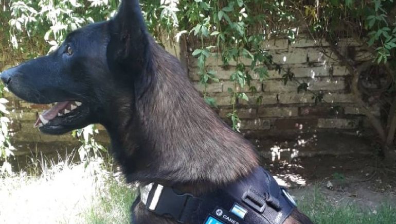 Perro de la Policía cayó al canal durante la búsqueda de una mujer y murió