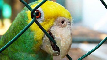 continua la disputa por la tenencia del loro melecio continua la disputa por la tenencia del loro melecio