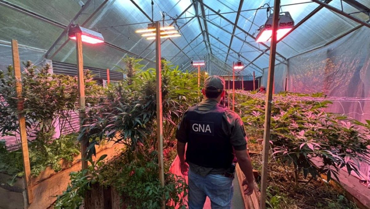 Luego de tres meses de investigación, personal de Gendarmería descubrió un invernadero de marihuana en Bariloche.&nbsp;